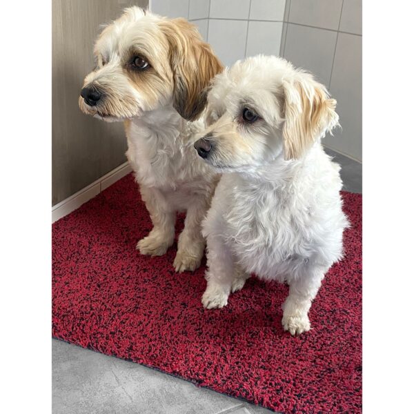 schmutzfangmatte-hunde-cotton-clean